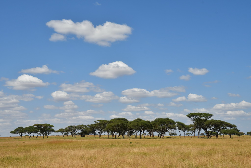 Tarangire NP